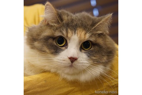 そば茶ちゃん1枚目